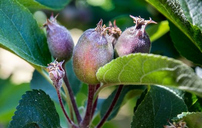 Fruitlets