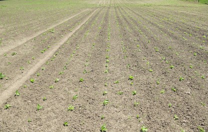 Beet seedlings