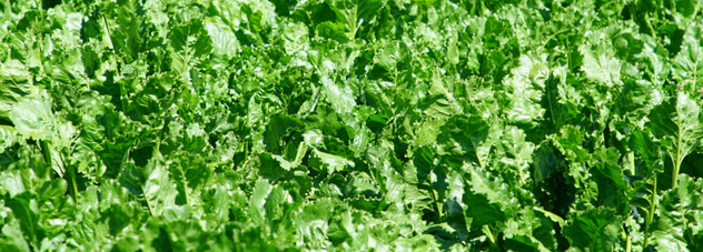 Healthy fodder beet