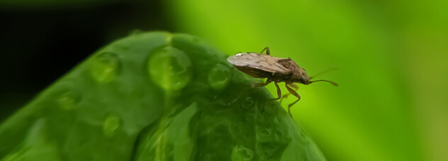 Powerful Nysius and cutworm control in beet with MAVRIK