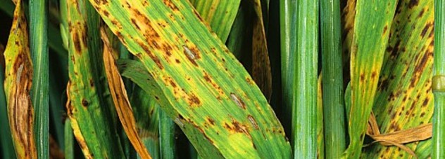 Ramularia infected barley