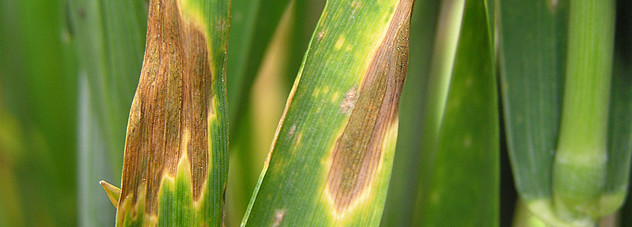 Septoria in wheat