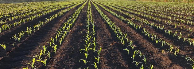 Maize waikato 