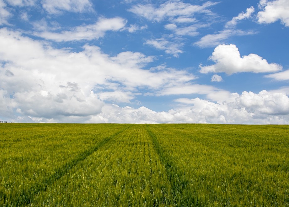 Barley