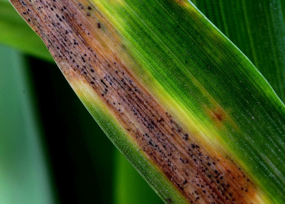 Septoria infected wheat