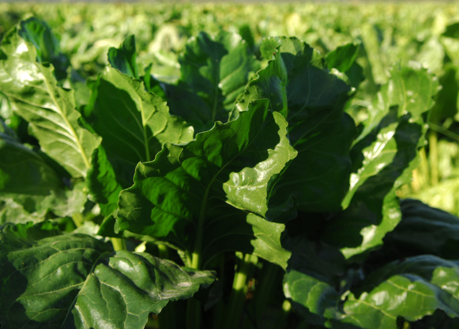 Fodder beet