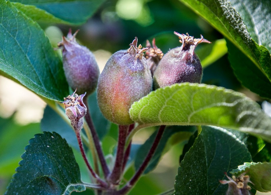 Fruitlets