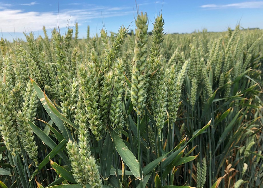 Wheat