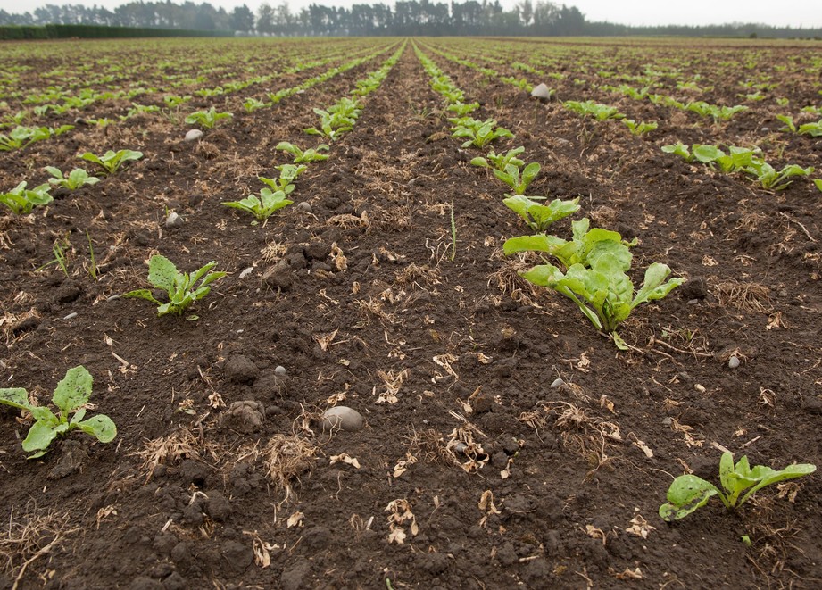 5-8 True leaf beet 