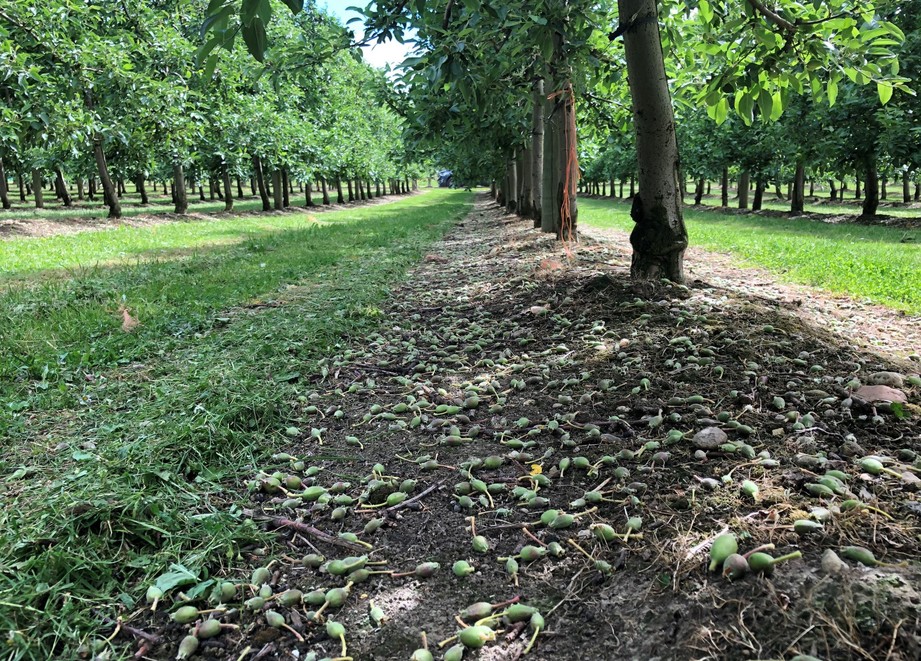 Successful fruitlet thinning using Brevis in Jazz Apples