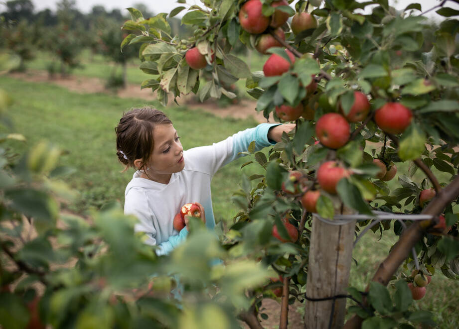 Child Picking Apples