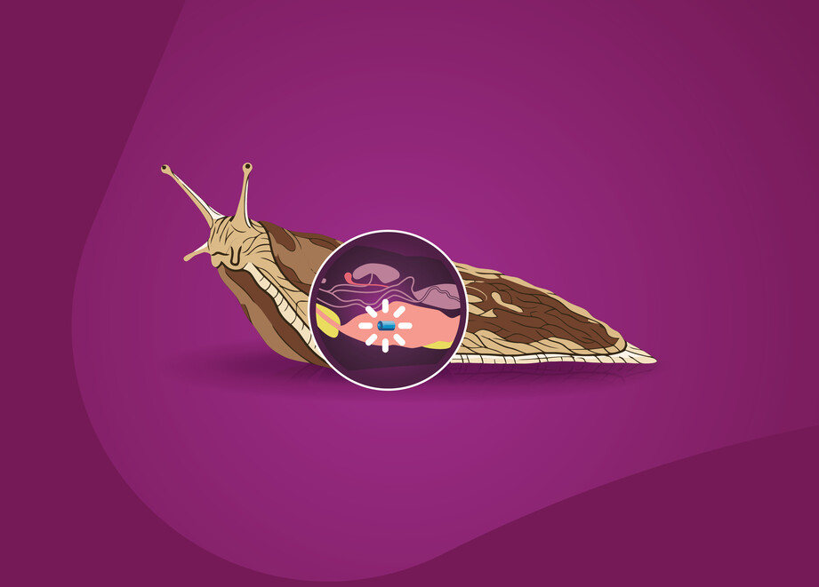 Ferrabait slug