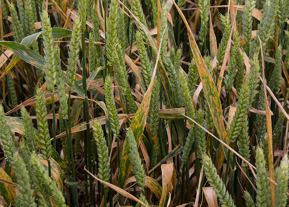 Septoria infected wheat