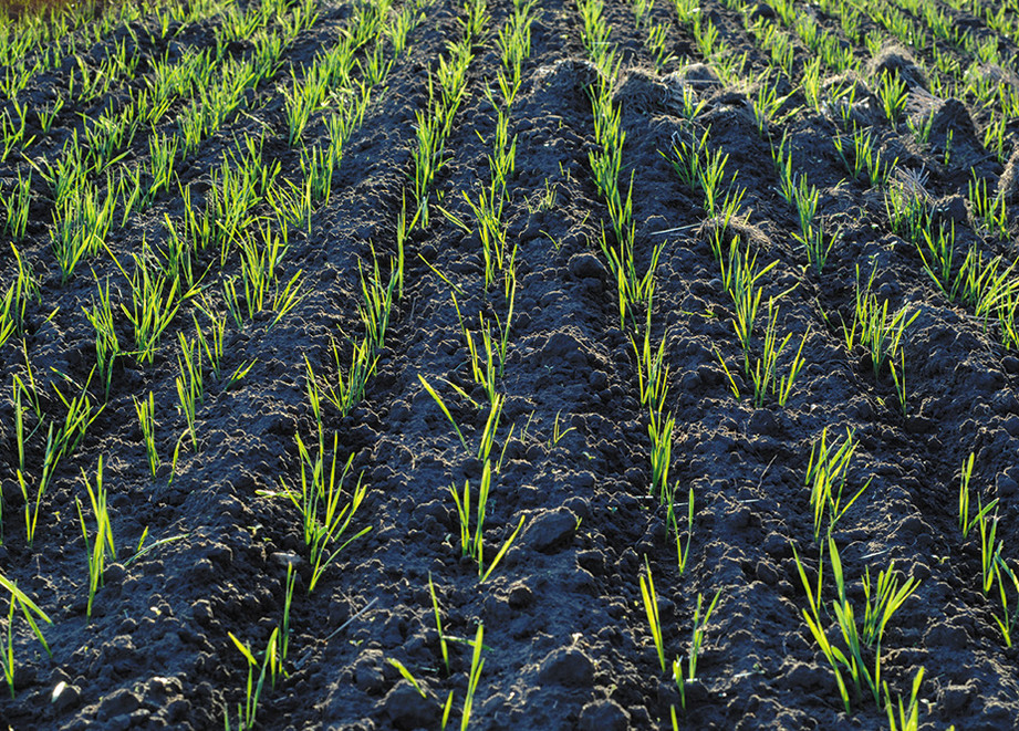 Protect your cereal crops with multi-site chemistry