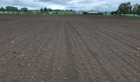Beet seedlings, dairy farmers Bruce and Jacquie Tiddy, Matamata
