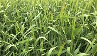Barley Certsey