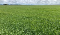 Barley Canterbury