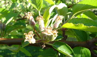 Fruitlets