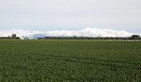 Cereals Canterbury