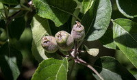 Fruitlets