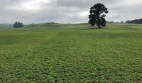 Lucerne crop in early winter