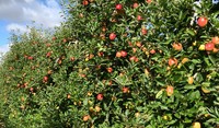 Jazz apple orchard