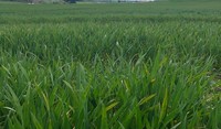 Wheat in Southland