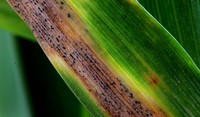 Septoria infected wheat