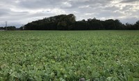 Forage brassica Manawatu 