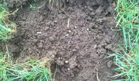 Grass Grub