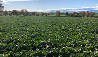 Sugar beet paddock