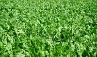 Healthy beet with CUSTODIA® fungicide