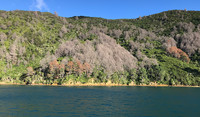 Marlborough Sounds Restoration Project