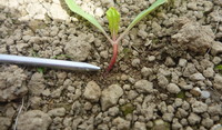 Nysius damaged beet seedling