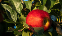 New Zealand apple