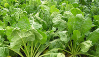 Healthy fodder beet