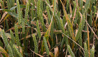 Septoria infected wheat