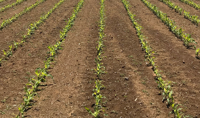 Maize