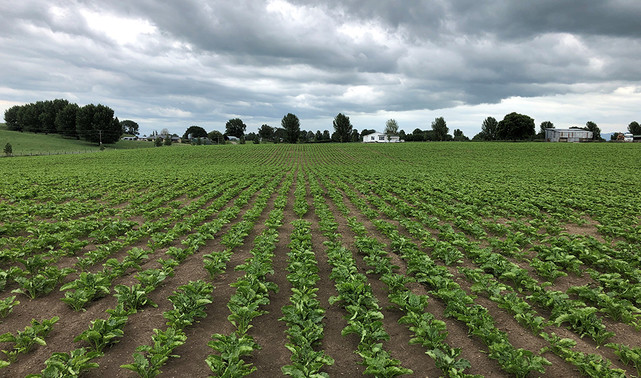 Healthy sugar beet, Bruce and Jacquie Tiddy, Matamata
