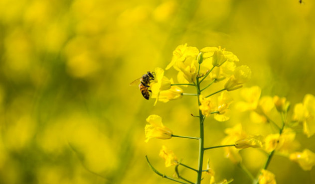 Rapsblüte mit Biene