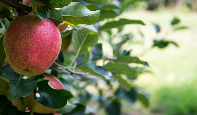 Kulturen - Obstbau - Content - Apfelbaum