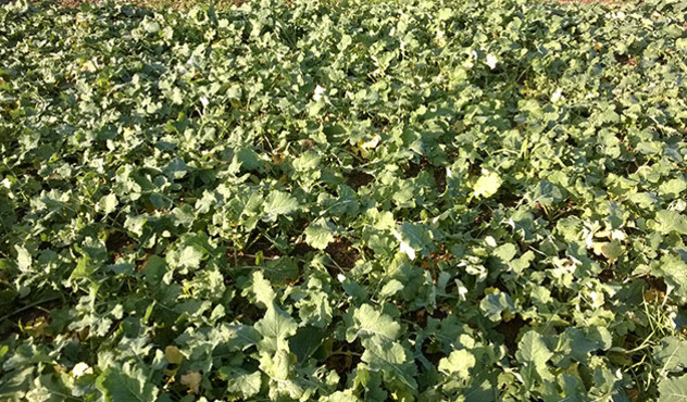 Produkte - Herbizide - Raps im Herbst