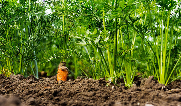 Produkte - Insektizide - Möhrenfeld