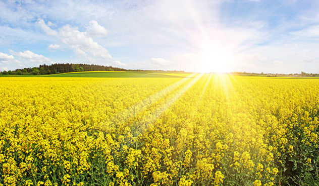 Produkte - Insektizide - Rapsfeld