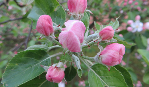 Kulturen - Obstbau Apfelblüte