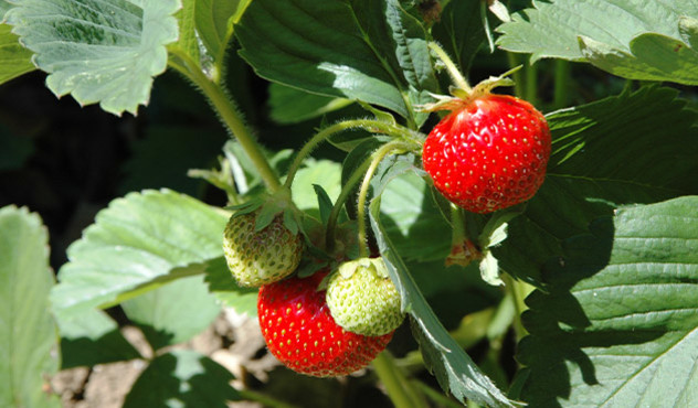 Kulturen - Obstbau Erdbeere