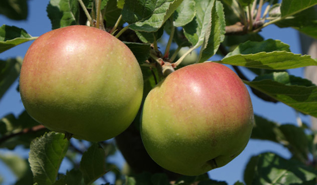 Kulturen - Obstbau - Grüner Apfel