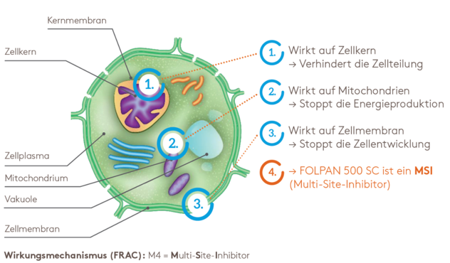Wirkmechanismus Multi-Site-Inhibitor Wirkmechanismus Multi-Site-Inhibitor