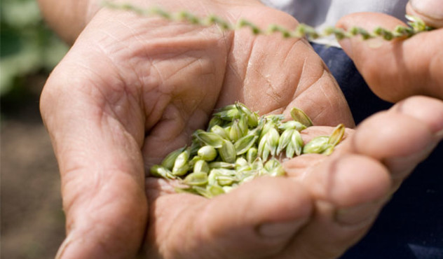 Hand mit Getreidekörnern