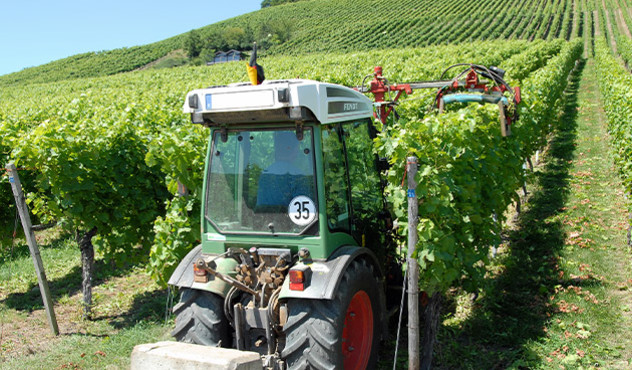 Kulturen - Wein - Krankheiten, Pilze & Co.